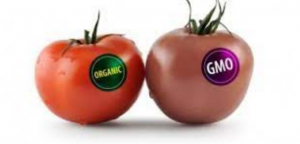 There are no genetically modified organisms -8 best benefits of eating organic foods
